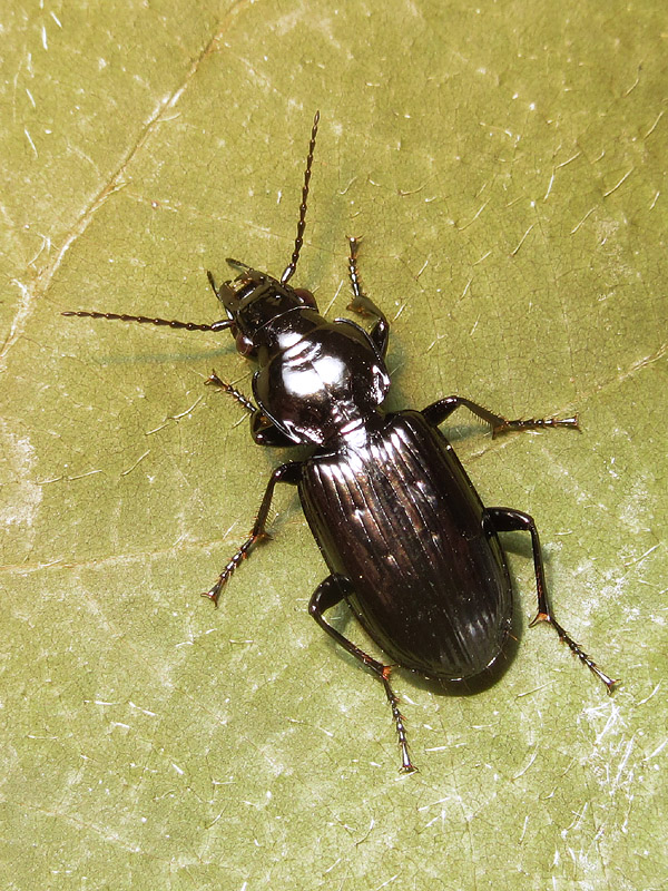 Carabidae: Pterostichus melanarius ?? no, Pt. aterrimus